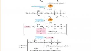 Ergosterol Biosynthesis [upl. by Mayeda]