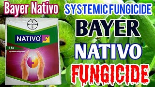 Bayer NATIVO Fungicide  Trifloxystrobin 25  Tebuconazole 50 WG  Nativo fungicide Nativo Price [upl. by Dunaville]