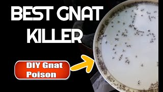 Best Gnat Killer How to get rid of gnats amp fruit flies [upl. by Gulgee902]