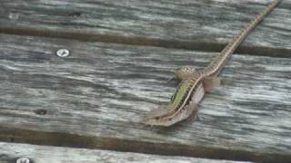 Dwarf Keeled Tegu Lizard in Barbados [upl. by Carlos]