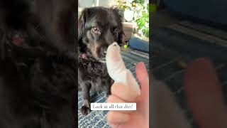 My Dog TRIES things so your dog doesnt have to Easy Ear Cleaning [upl. by Emmeline335]