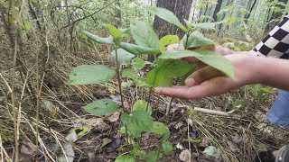 Chinese herbal medicine Achyranthes bidentata found in the field野外发现中草药牛膝 [upl. by Agustin133]