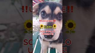 🚨urgente 🚨RISCHIO DI TORNARE AL SUD ITALIA DIETRO LE SBARRE 🚨shorts puppy adotta love dog [upl. by Eyaf245]