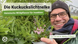 Die Kuckuckslichtnelke eine heimische Wildpflanze für Insekten  ideal für feuchte Standorte [upl. by Acire]