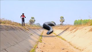 Anaconda Snake in Bridge [upl. by Taran]