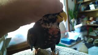 Asti pionus parrot getting pet [upl. by Cassil561]