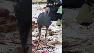 🇱🇰Swamphen Chick in the garden🐥 chick sound birds gardenanimals nature swamphen [upl. by Jessi]