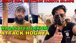 Waqas Pe Hua Attack Allah Pak Ne Khair Kardi  Northern Bypass Mandi 2024 Bull Attacked On Me😒 [upl. by Sllew]