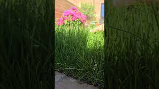 First grass cut after laying new turf 🌱 turf gardening grass uk England DIY turfing [upl. by Rue]