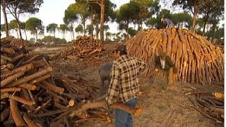 Carbonero oficio tradicional en los bosques de Andalucía [upl. by Adigun]