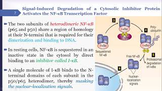 Notch Signalling Pathway [upl. by Ainesej]