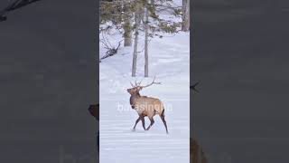 Barasingha Beautiful songs Viral Animals [upl. by Edac]