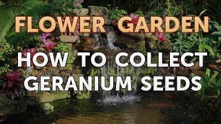 How to Collect Geranium Seeds [upl. by Hildagarde]