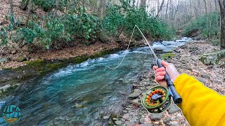 My Biggest Brook Trout of the Year Fly Fishing for brown brook and rainbow trout [upl. by Issor]