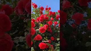 Red Roses ♥️🌹shortshortvideo rosesflowersshorts [upl. by Wettam832]