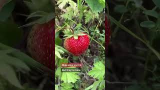 Fraises fraise potager permaculture jardin récolte [upl. by Alusru]