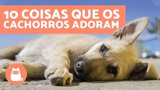 10 coisas que os cachorros adoram [upl. by Fita]