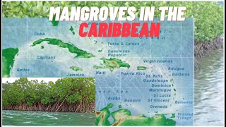 Mangroves in the Caribbean CSEC Geography [upl. by Horst]