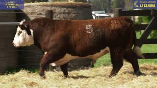 LOTE 3 TOROS P HEREFORD PR TORO Nº5 [upl. by Anayra]