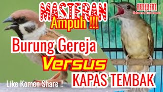 masteran burung gereja tarung vs kapas tembak gacor full durasi sejam non stop [upl. by Norabel]