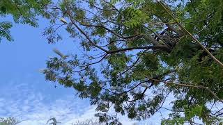 Amazing beautiful egrets birds flying awaynaturebeautifulbirdsegret flyflyingforestenjoy [upl. by Akimal165]