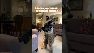 Dangerous crim1nal roaming in florida report on sight [upl. by Kaleb]