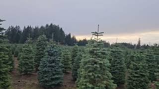 Christmas tree farm part 2 [upl. by Bentlee366]