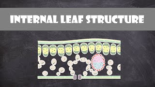 Internal Structure of a Leaf  Plant Biology [upl. by Shelbi]