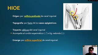 Hernias inguinales  Parte 1 [upl. by Einnov]