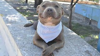 This Smiling Pitbull Dog Will Melt Your Heart 🤣 [upl. by Atelokin]