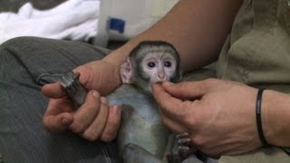 Un bébé singe vert du zoo de Rio retrouve la santé [upl. by Lenrow118]