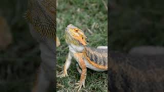 Facts About Bearded Dragons  Discover the Secrets of These Amazing Reptiles [upl. by Drallim132]