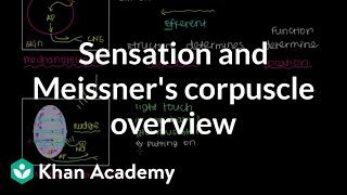 Overview of Sensation and Meissners Corpuscle  NCLEXRN  Khan Academy [upl. by Raamal726]