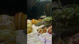 lamprologus speciosus breeding behavior animals fighting despicableme aquarium cuteanimals [upl. by Hillyer]