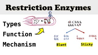 Restriction Enzymes Endonucleases in Molecular Cloning [upl. by Anilam131]