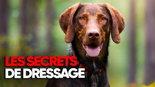 Les secrets du dressage de chien de chasse  Documentaire complet  BT [upl. by Jenesia427]