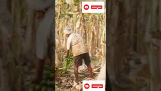 La culture de la banane plantain en Afrique [upl. by Aydidey969]