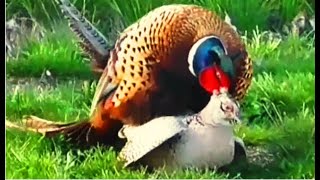 Common Pheasant male mating with one of his three females [upl. by Neddie]