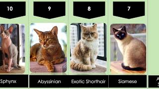 50 Most Popular Cat Breeds 🐕 [upl. by Oballa952]