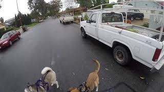 Big lose dog attacks onleash dogs ambush style [upl. by Dysart]