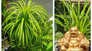 Ponytail Palm PropagationHarvesting Baby From Nolina Palm Caudex EasilyDecoration With Nature42 [upl. by Wiltz709]