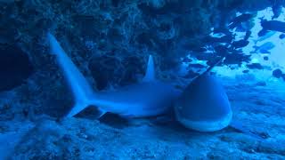 Resting Grey Reef Sharks [upl. by Madanhoj]