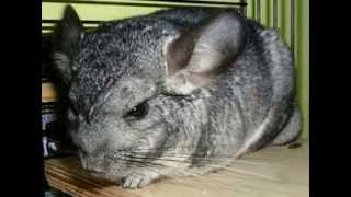 Chinchilla Facts  Facts About Chinchillas [upl. by Nortad]