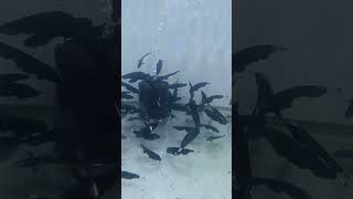 Ghost knife fish 🐠🐟fishtank fishing fish shorts subscribe machli [upl. by Neville557]