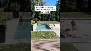 and they stayed for hours 🤦🏽‍♀️🤣 zoomies dogs dogshorts viszla pool subscribe for more [upl. by Zzahc]