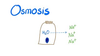 Osmosis Osmotic pressure and Osmolality [upl. by Philipa806]