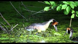 Great Crested Grebe Podiceps cristatus nesting  Haubentaucher nistet 6 [upl. by Nirhtak]