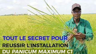 TOUT LE SECRET POUR RÉUSSIR LINSTALLATION DU PANICUM C1 [upl. by Eidahs535]