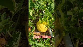 Harvesting Cantaloupe Taste Testing gardening harvestingmelons organicgardening [upl. by Leamiba]