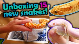 Unboxing 15 New Snakes Mostly Hognoses [upl. by Krell99]